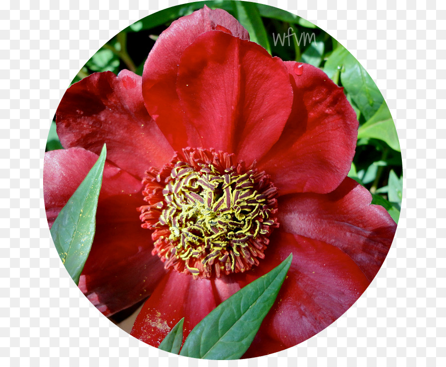 Camellia，Peony PNG