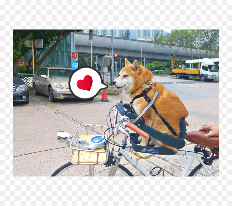 Anjing Berkembang Biak，Shiba Inu PNG