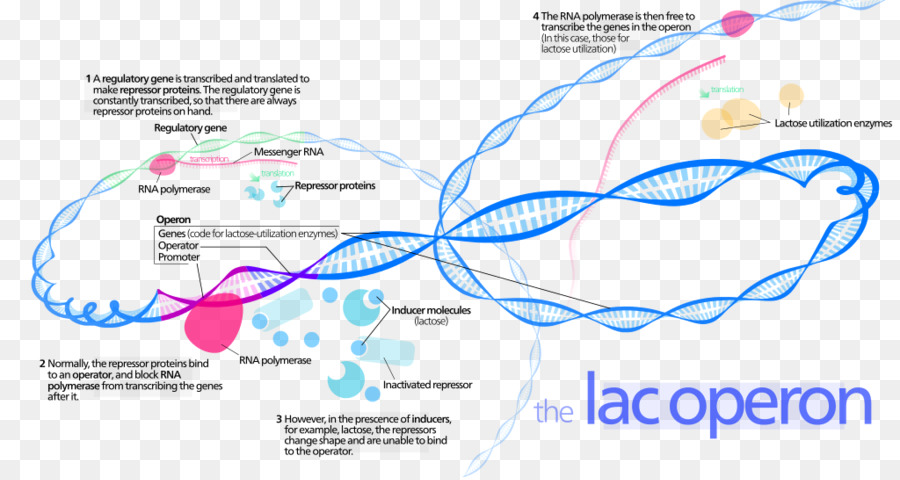 Operon，Lac Operon PNG