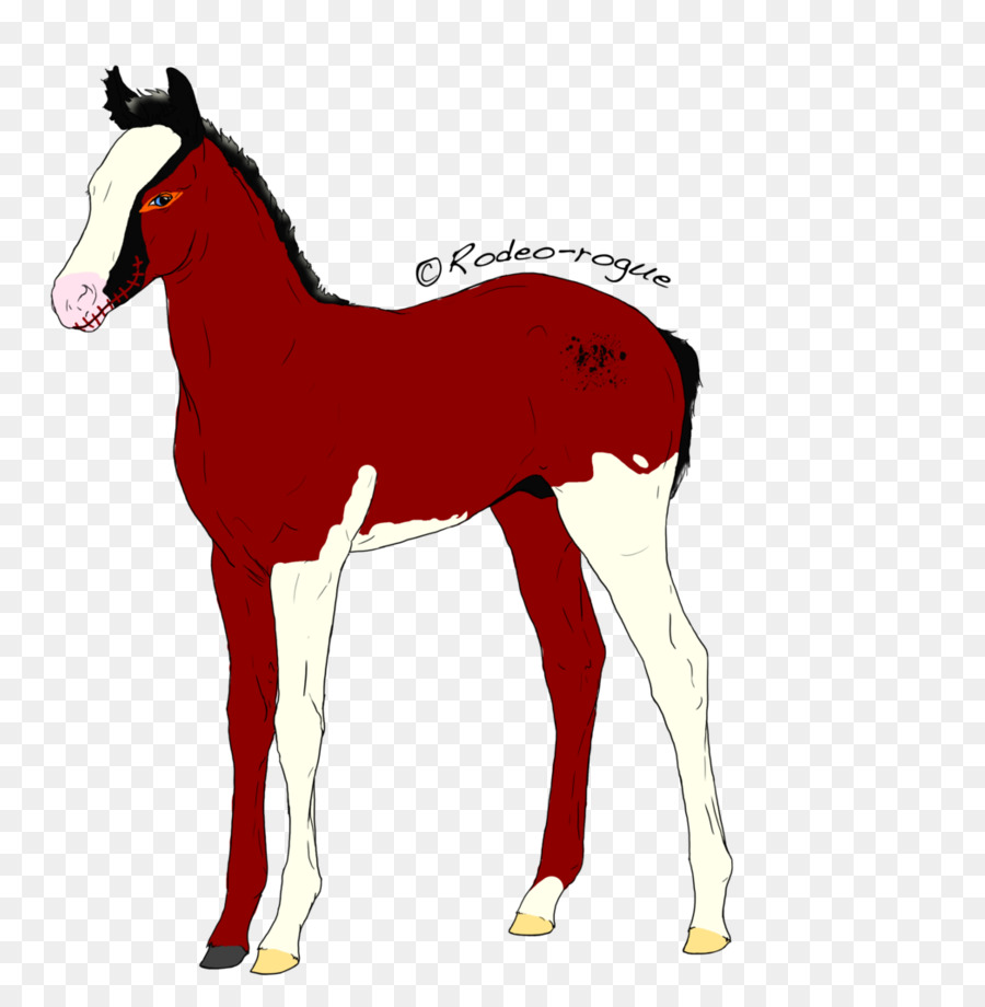 Kuda，Colt PNG