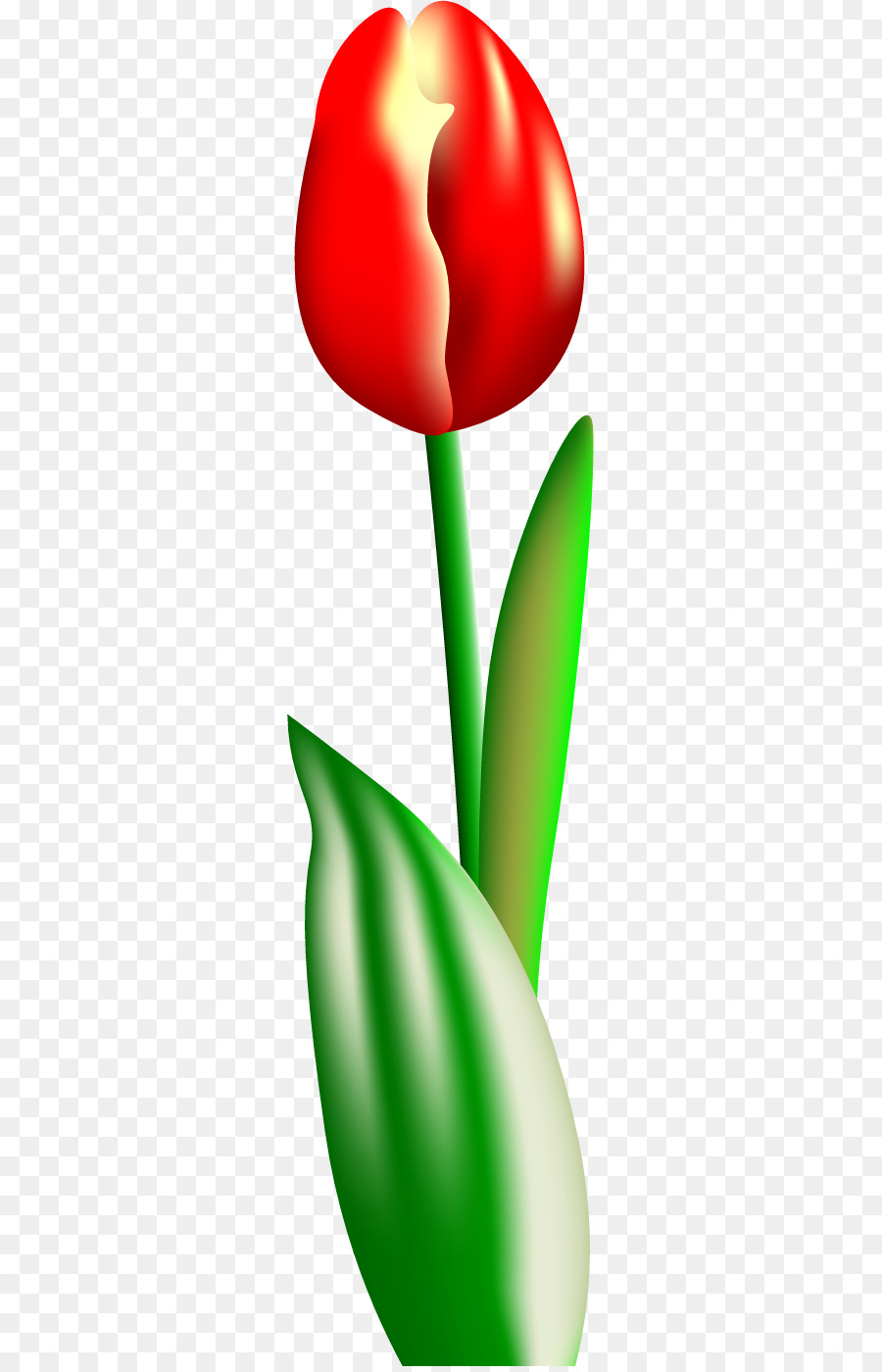 Tulip Merah，Daun Hijau PNG