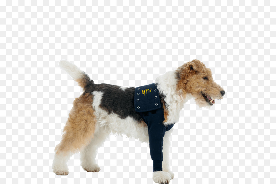 Kawat Rambut Fox Terrier，Tshirt PNG