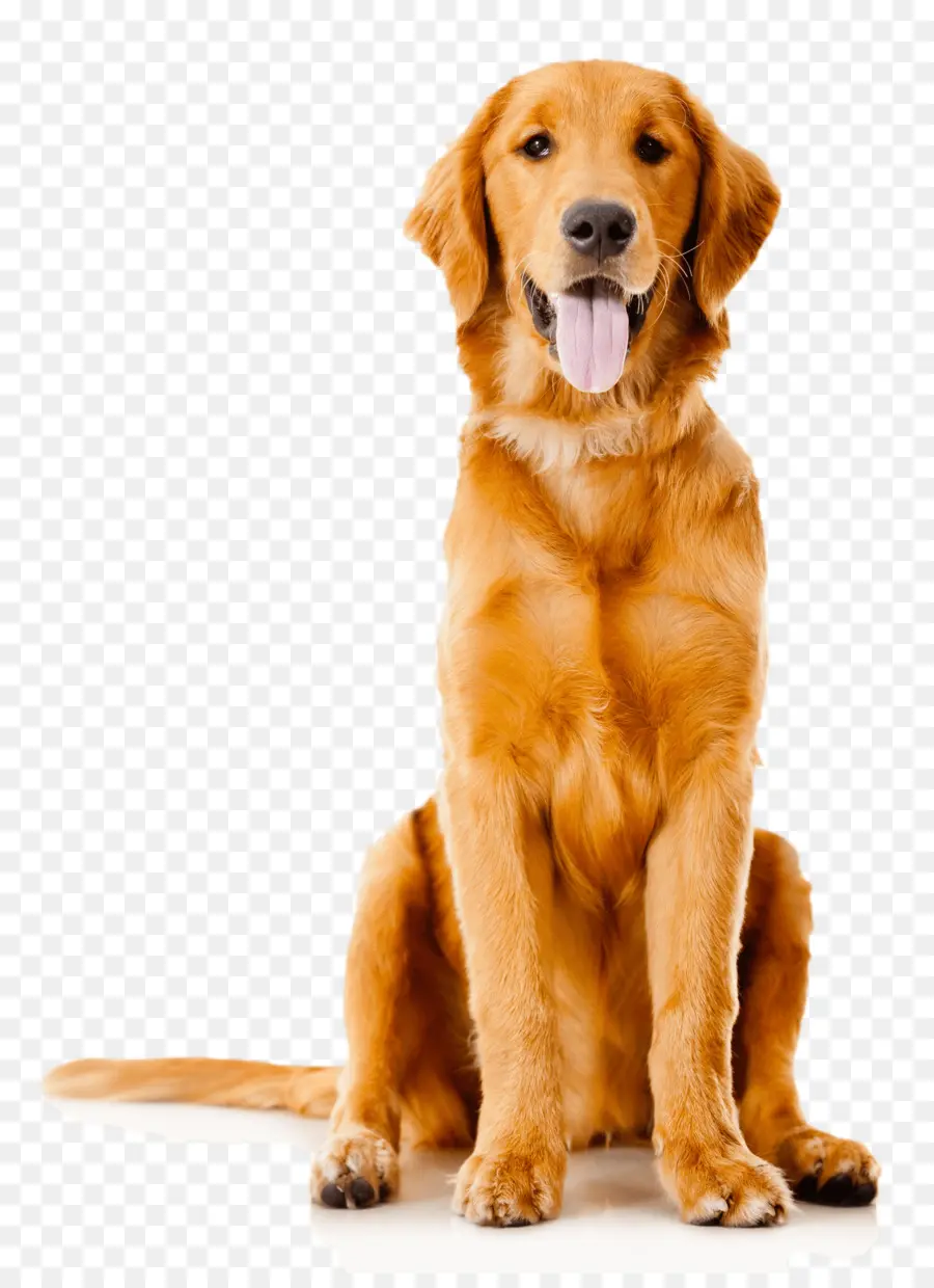 Anjing Golden Retriever，Peliharaan PNG