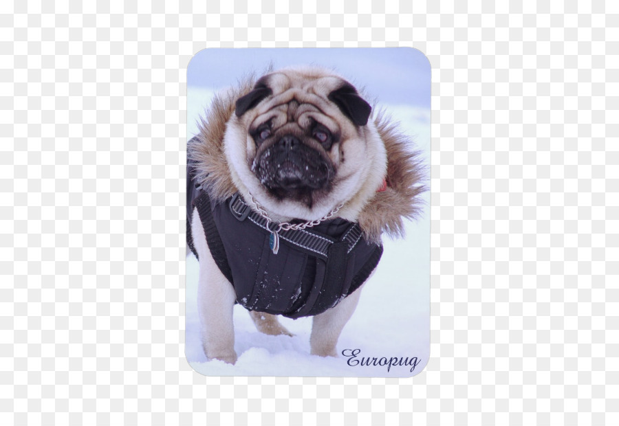 Pug，Iphone 5 PNG