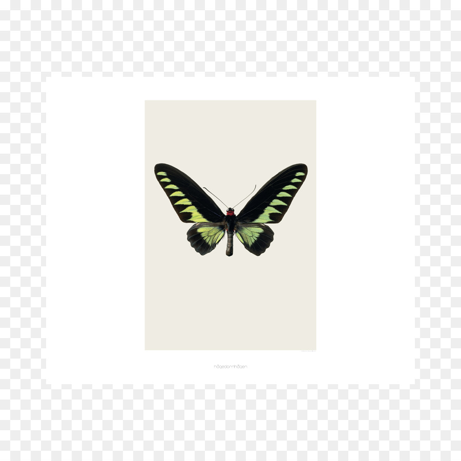 Rajah Brooke Birdwing，Kupu Kupu PNG