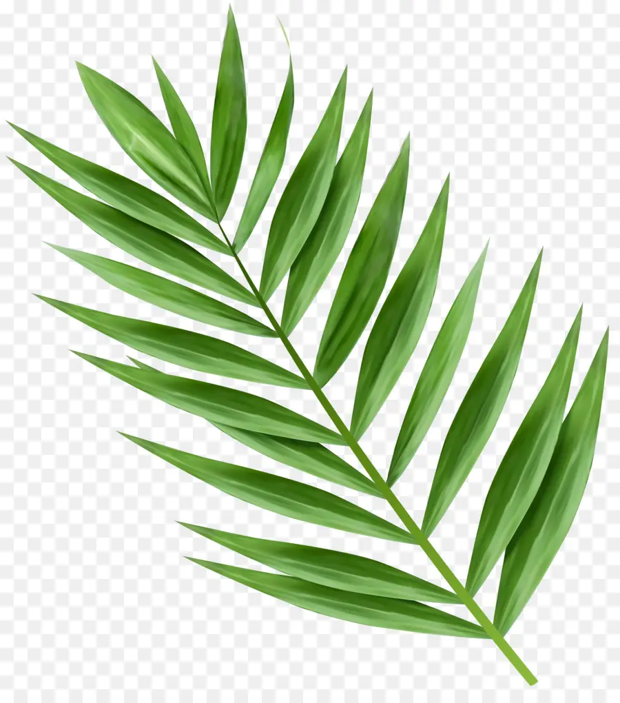 Arecaceae，Cabang Kelapa PNG