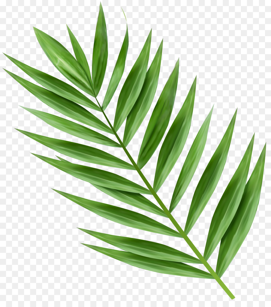 Arecaceae Cabang Kelapa Palmleaf Naskah gambar png 