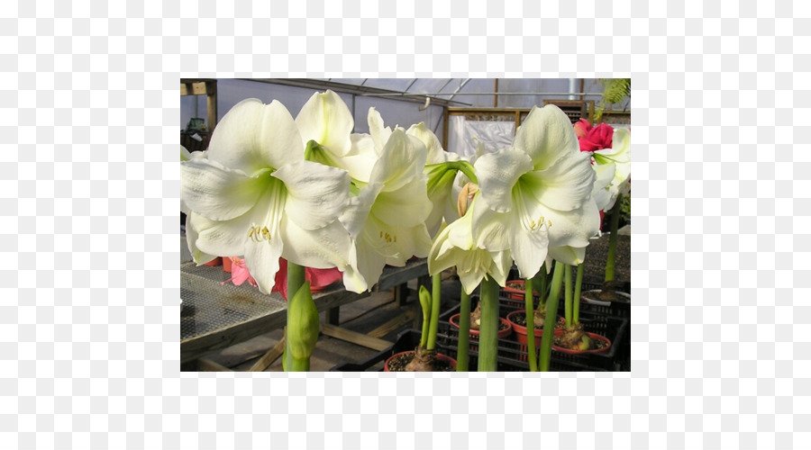 Amaryllis，Jersey Lily PNG