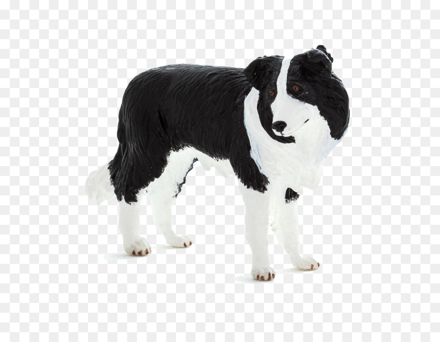 Border Collie，Collie Kasar PNG