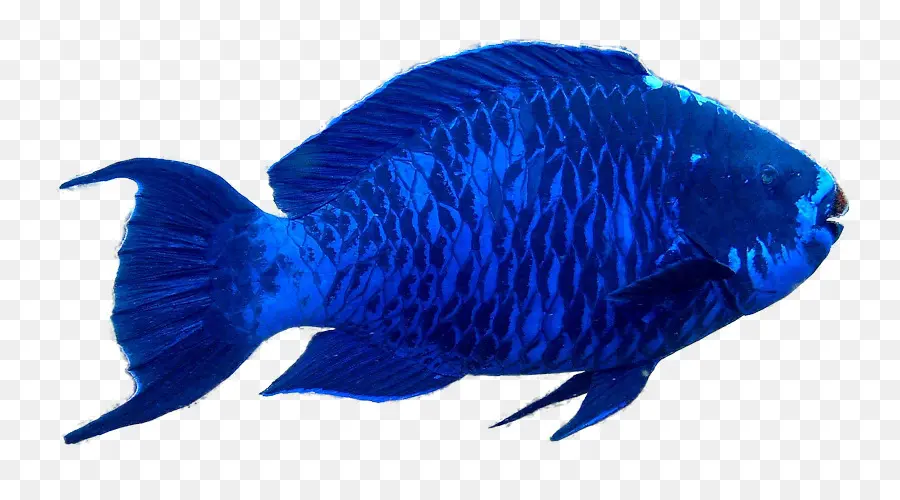 Ikan Biru，Akuatik PNG