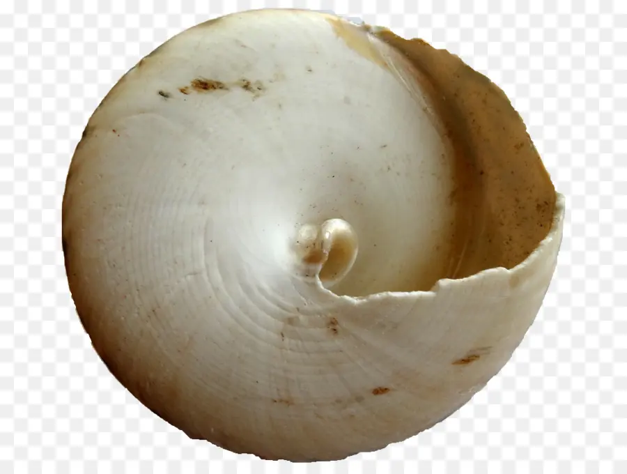 Kerang，Laut PNG