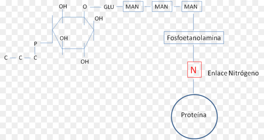 Organisasi，Garis PNG