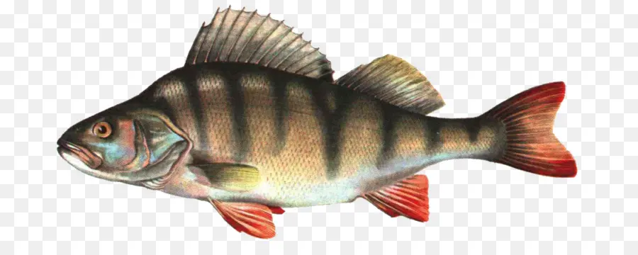 Ikan，Akuatik PNG