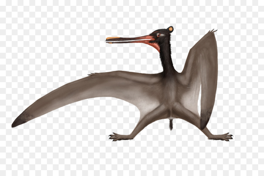 Pterodaktil，Penerbangan PNG