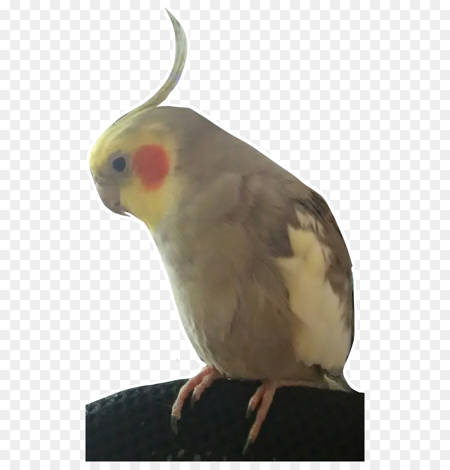 Cockatiel，Lovebird PNG