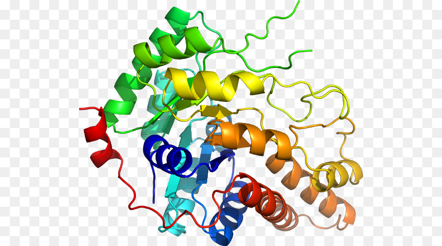 Struktur Protein，Molekul PNG