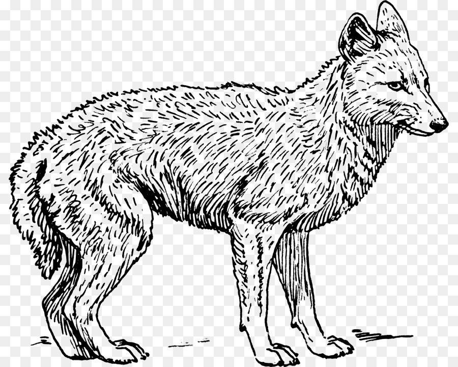 Coyote，Jackal PNG