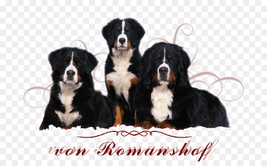 Bernese Mountain Dog，Lebih Besar Swiss Mountain Dog PNG