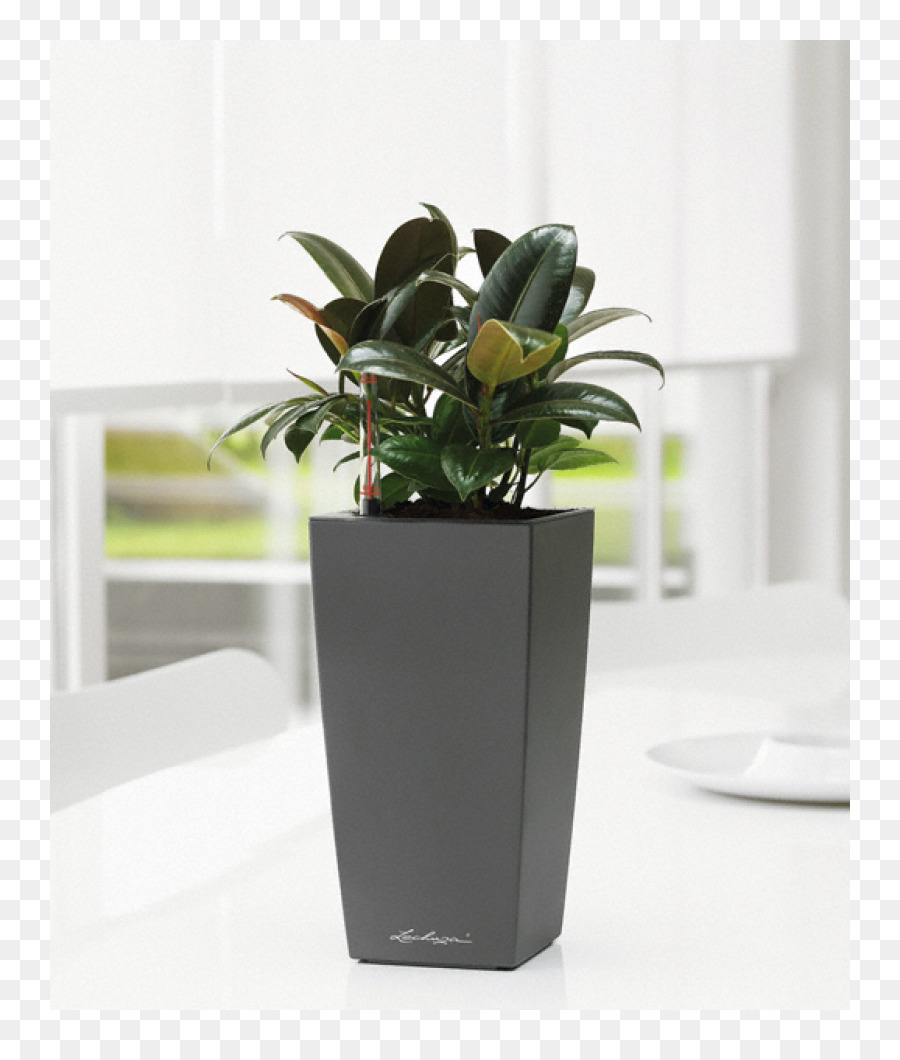 Houseplant，Pot Bunga PNG