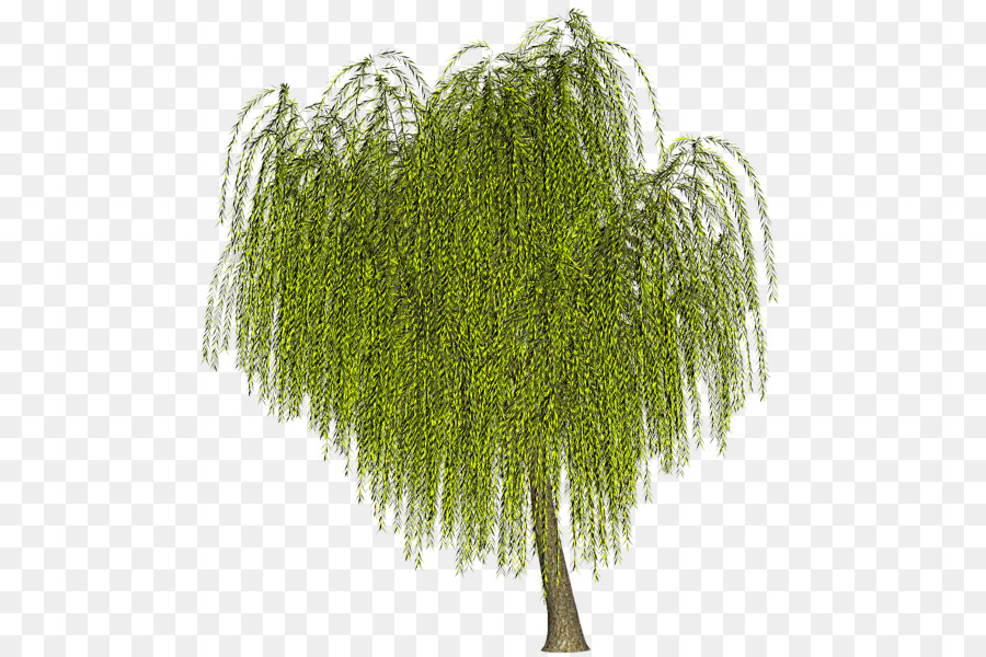 Pohon Willow Menangis，Alam PNG