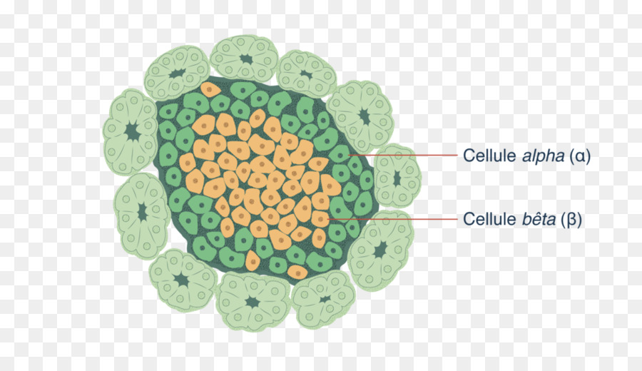 Diagram Sel，Sel Alfa PNG