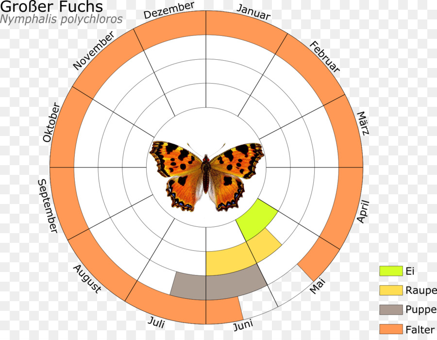 Kupu Kupu Monarch，Kupu Kupu Dan Ngengat PNG