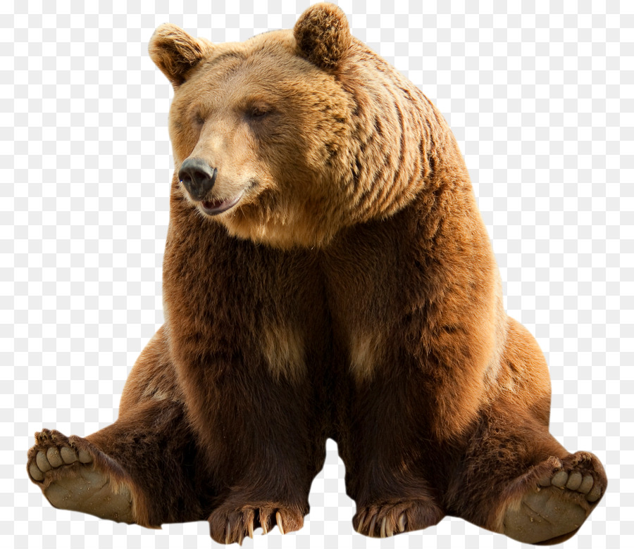 beruang photoshop download