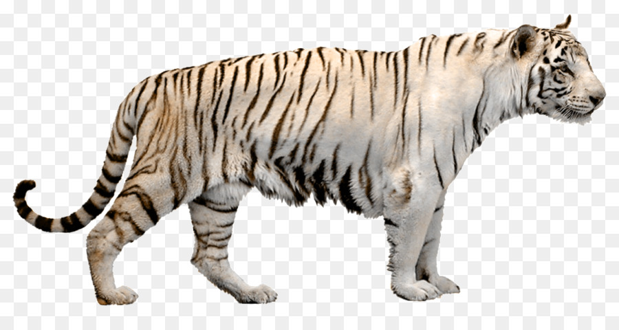 Harimau Putih，Harimau PNG