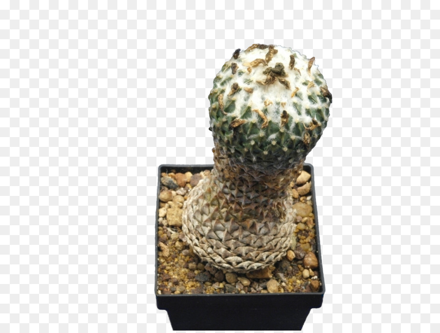 Citroen Cactus M，Pot Bunga PNG