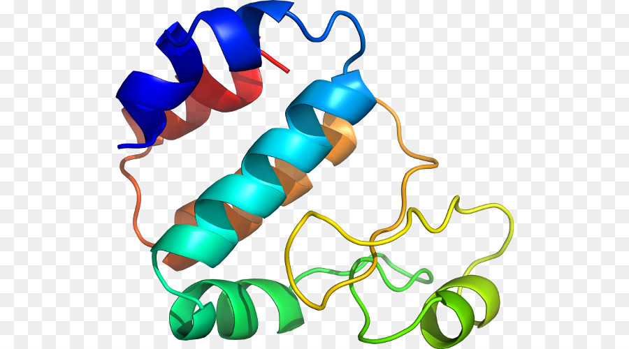 Struktur Protein，Molekul PNG