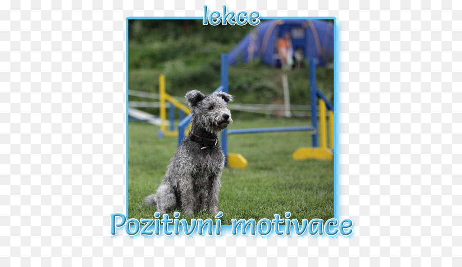 Miniatur Schnauzer，Standar Schnauzer PNG