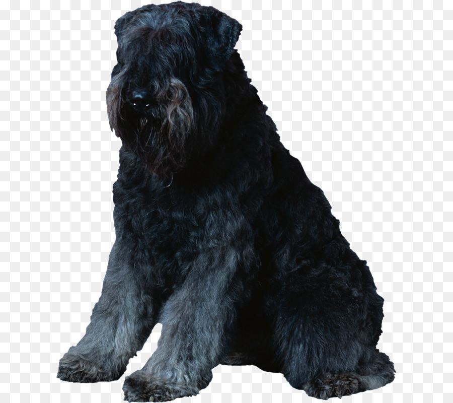 Miniatur Schnauzer，Standar Schnauzer PNG