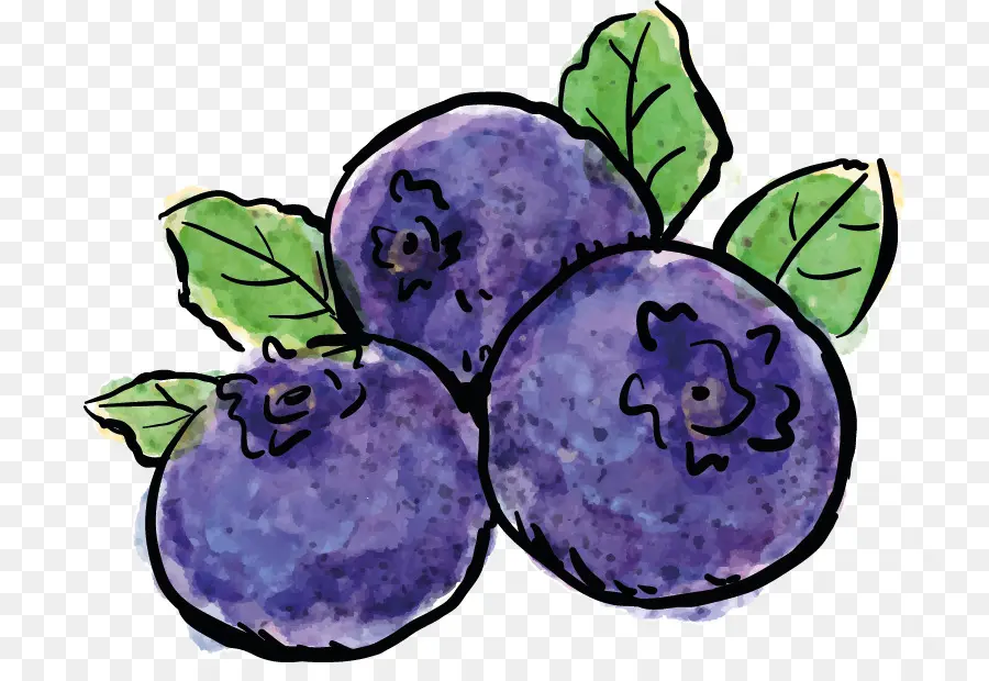 Ilustrasi Blueberry，Blueberry PNG