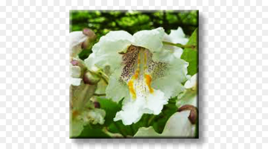 Selatan Catalpa，Broadleaved Pohon PNG