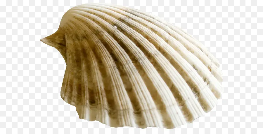 Kerang，Tiram PNG