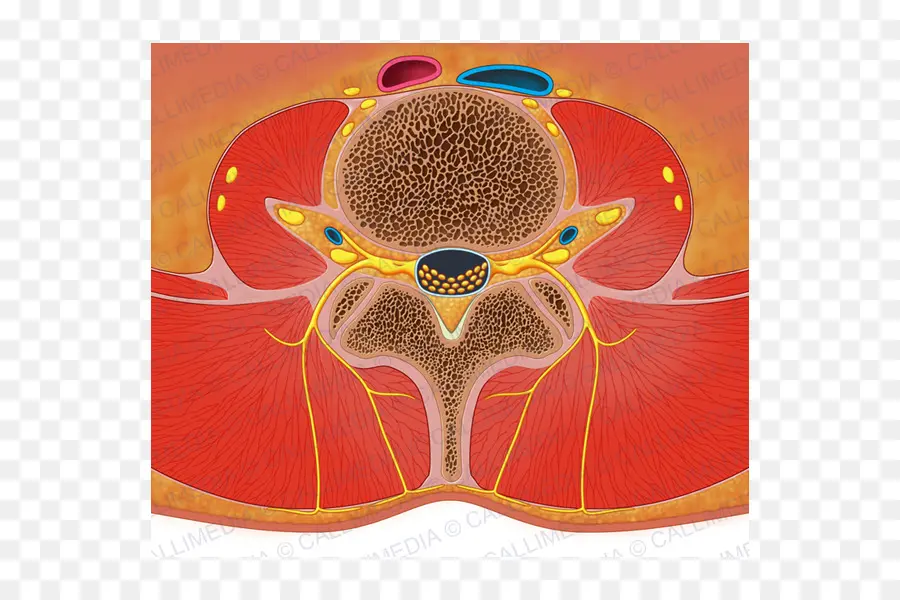 Penampang Tulang Belakang，Anatomi PNG