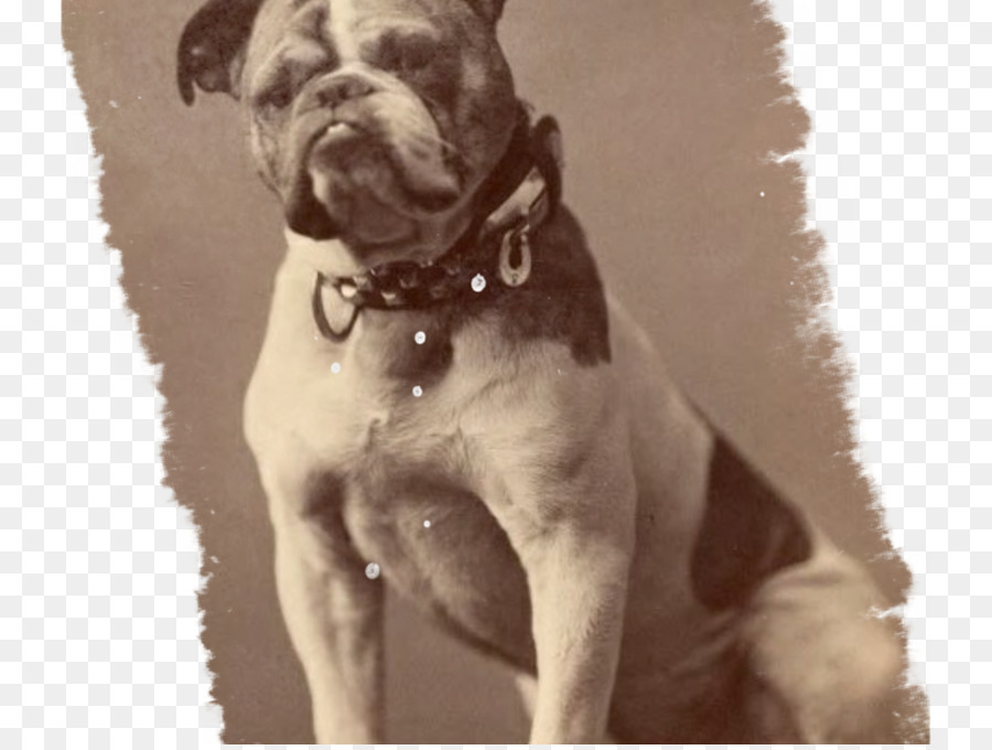 Bulldog，Dorset Olde Tyme Bulldogge PNG