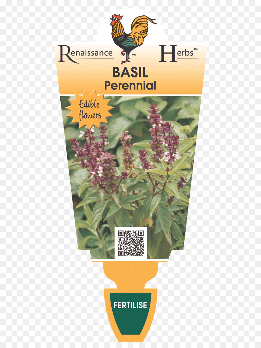 Lavender，Jamu PNG