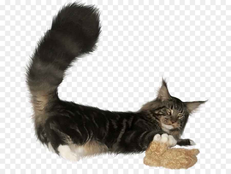 Maine Coon，Kucing PNG