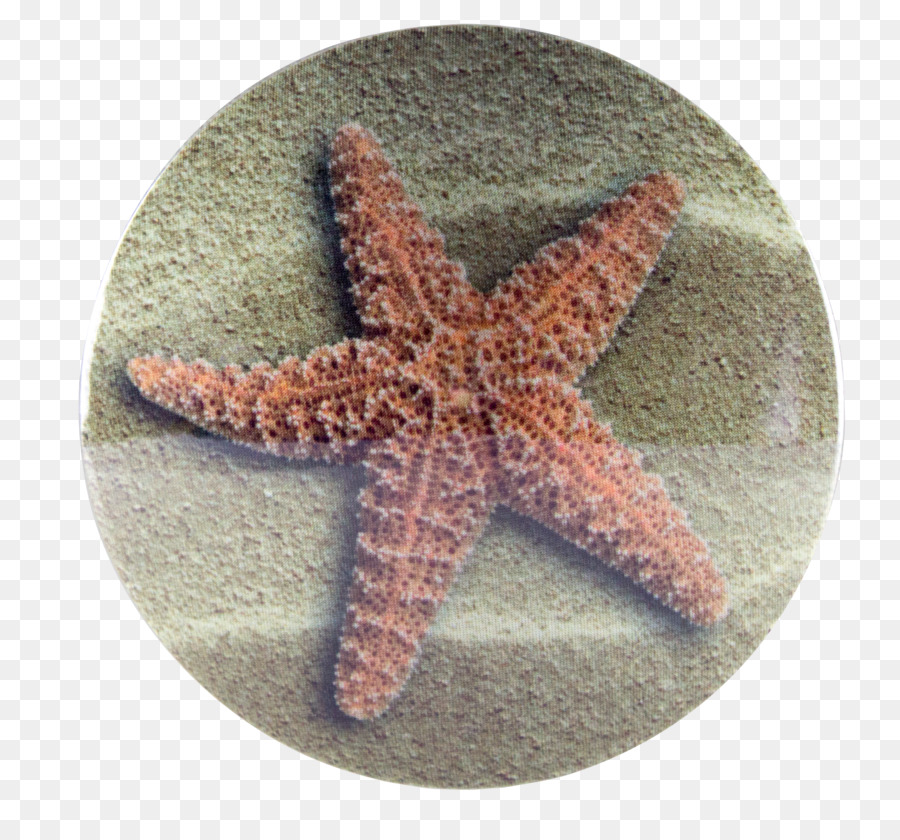 Bintang Laut，Ganggang PNG