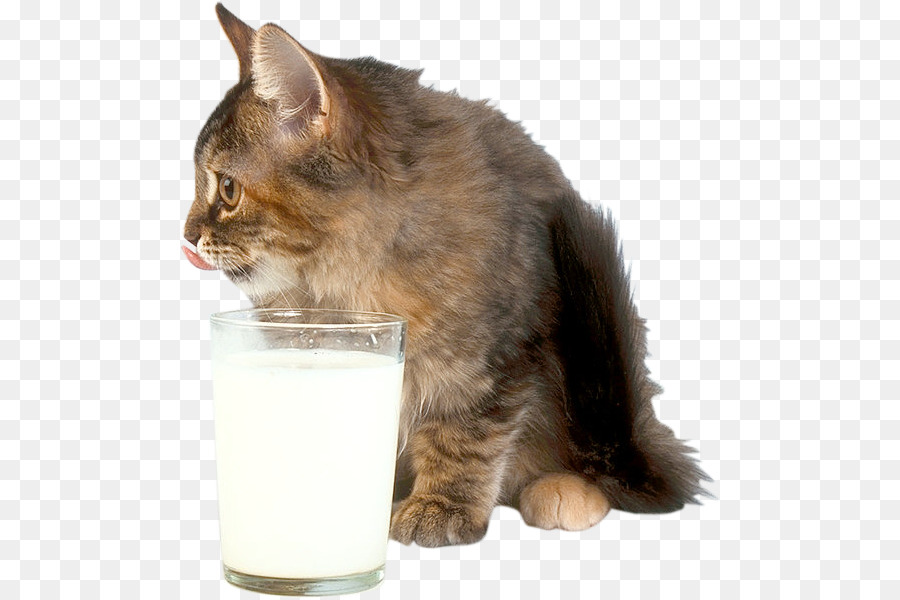 Kucing Dengan Susu，Anak Kucing PNG