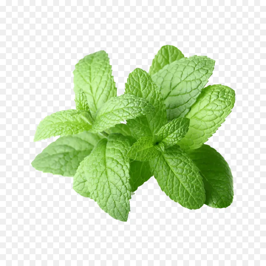 Peppermint，Minyak Esensial PNG