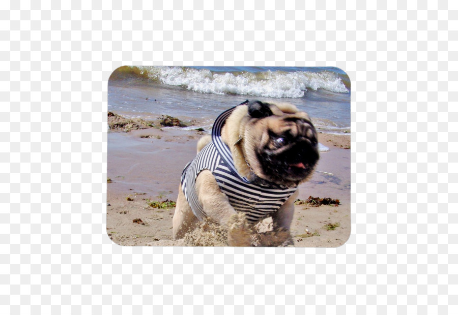 Pug，Anjing Berkembang Biak PNG