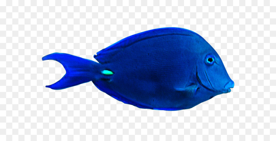 Ikan，Akuatik PNG