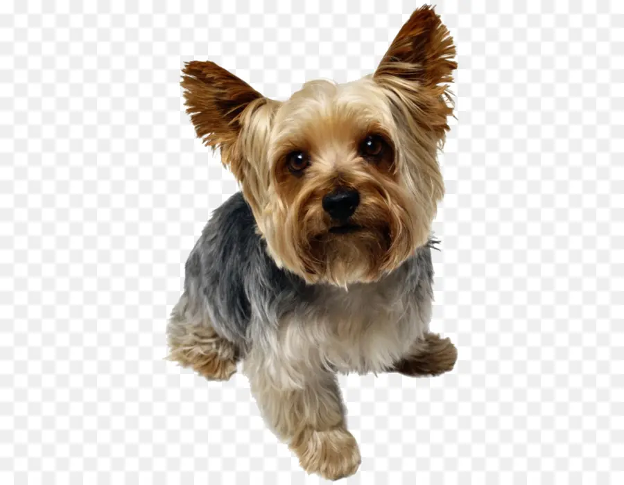 Yorkshire Terrier，Bulldog PNG