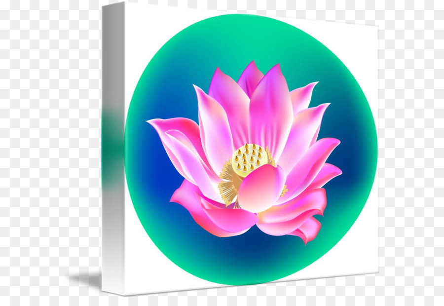 Nelumbo Nucifera，Desktop Wallpaper PNG