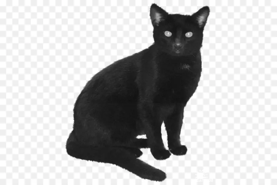 Kucing Hitam，Peliharaan PNG