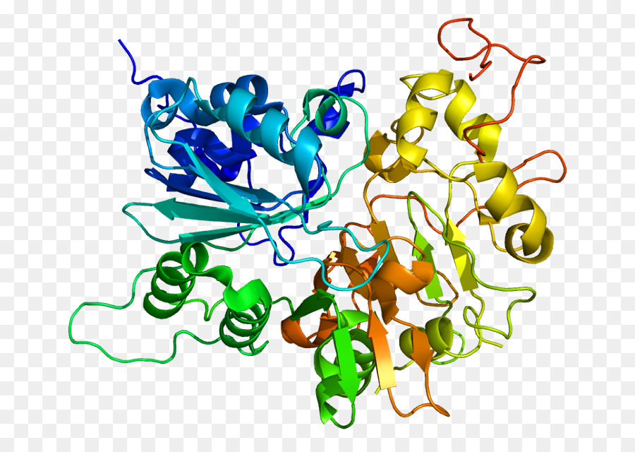 Struktur Protein，Molekul PNG