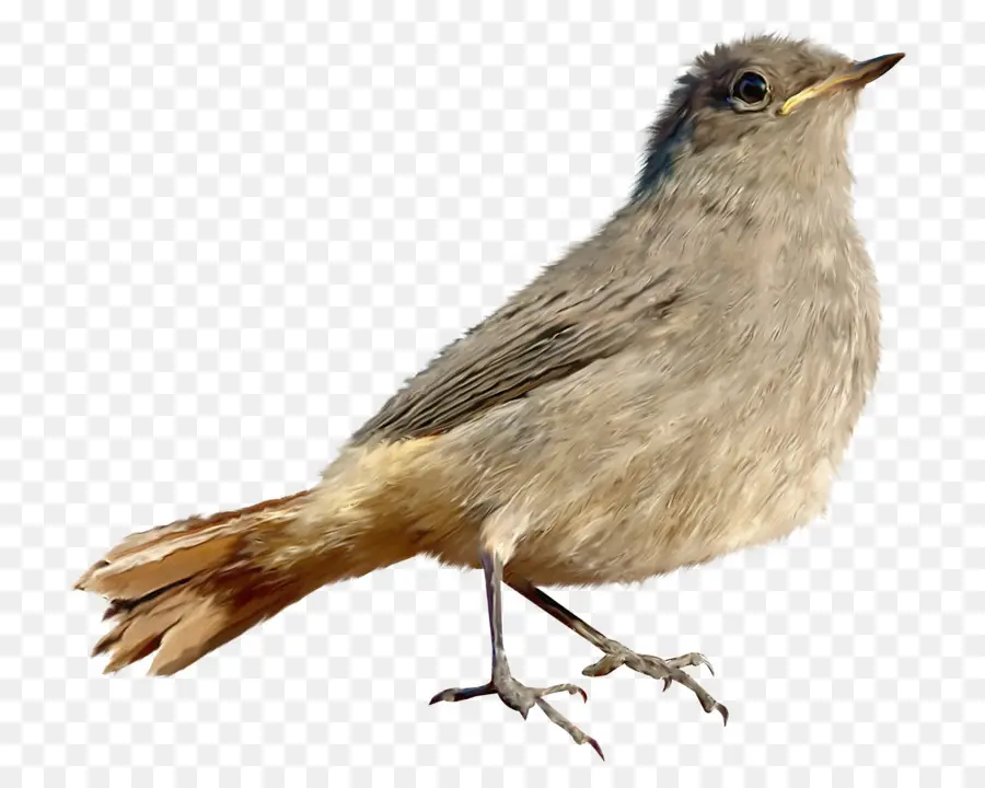 Nightingale Umum，House Sparrow PNG