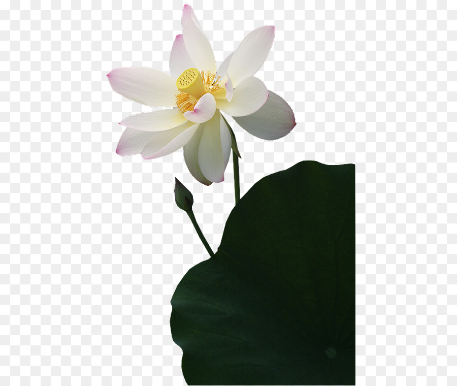 Nelumbo Nucifera, Ikon Komputer, Informasi gambar png